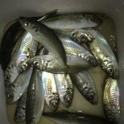 ナイトアジング絶好調