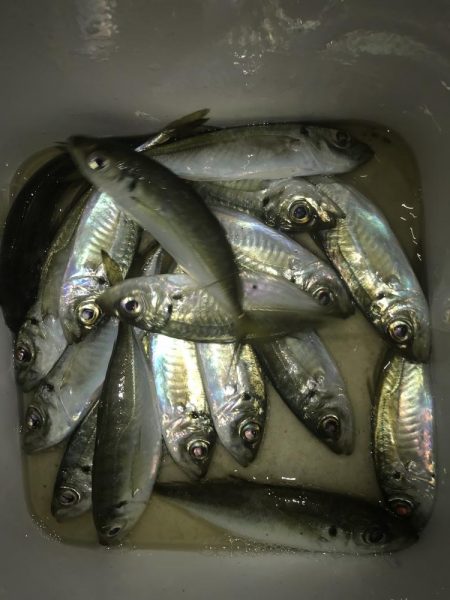 ナイトアジング絶好調