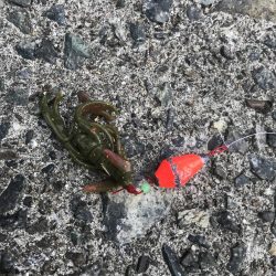 ブラクリ&ガルプ　クラビー2インチでガシラ釣り