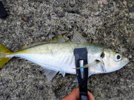 尺アジ入れ食い