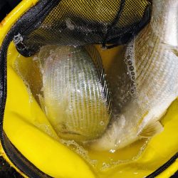 ズル引きチニング