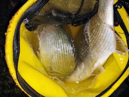 ズル引きチニング