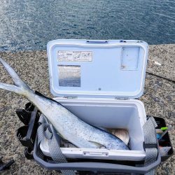 カマスと堤防シイラ