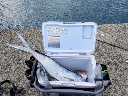 カマスと堤防シイラ