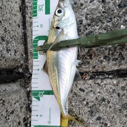 今日は厳しい…