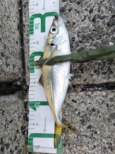 今日は厳しい…