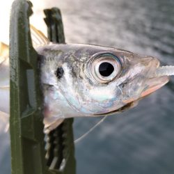 朝マズメアジング