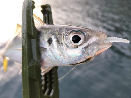 朝マズメアジング