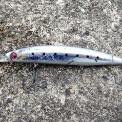 初ブリ80cm＆メジロ77㎝