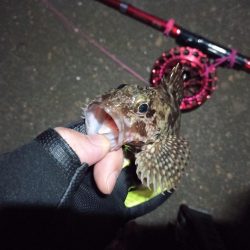 2022/12/06 南港ヘチ釣り釣行