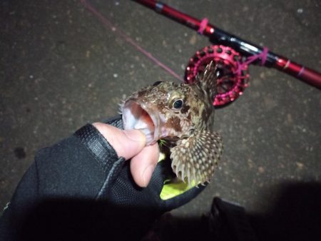 2022/12/06 南港ヘチ釣り釣行