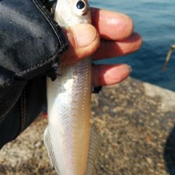 播磨新島のキス情報