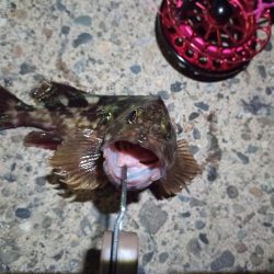 2022/12/10 南港ヘチ釣り釣行