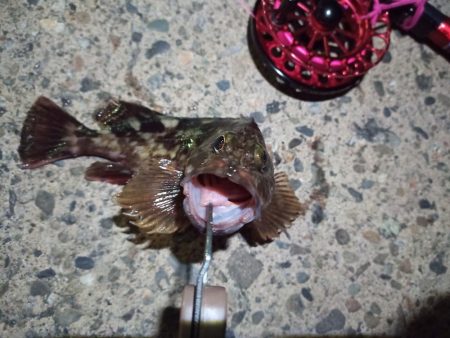 2022/12/10 南港ヘチ釣り釣行