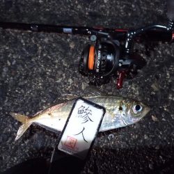 2022/12/11 南港ライトゲーム釣行