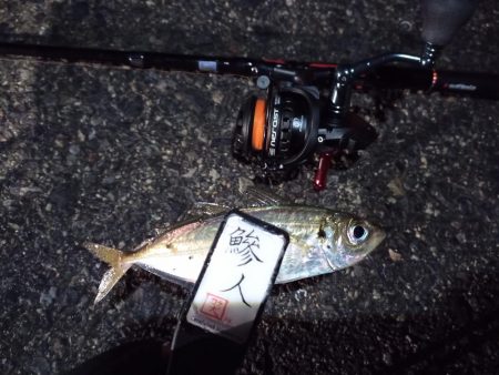 2022/12/11 南港ライトゲーム釣行