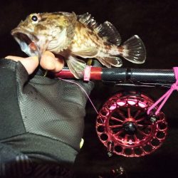 2022/12/14 南港ヘチ釣り釣行