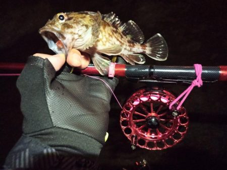 2022/12/14 南港ヘチ釣り釣行