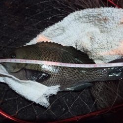 2022/12/15 南港ライトゲーム釣行