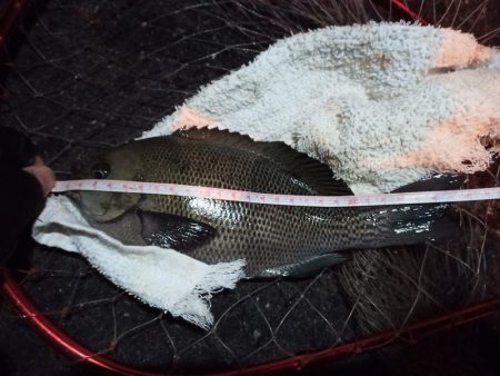 2022/12/15 南港ライトゲーム釣行