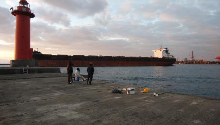 播磨新島のキス調査