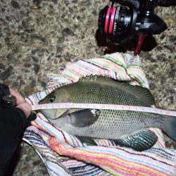 2022/12/21 南港ライトゲーム釣行