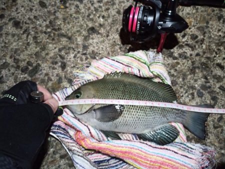 2022/12/21 南港ライトゲーム釣行…