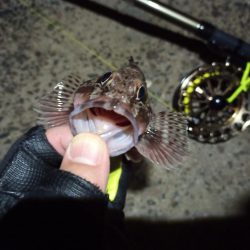 2022/12/26 南港ヘチ釣り釣行