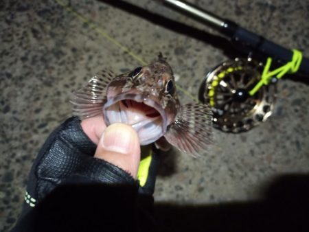 2022/12/26 南港ヘチ釣り釣行