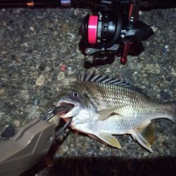 2022/12/28 南港ライトゲーム釣行