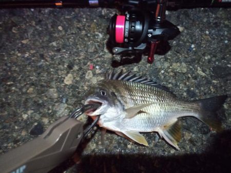 2022/12/28 南港ライトゲーム釣行