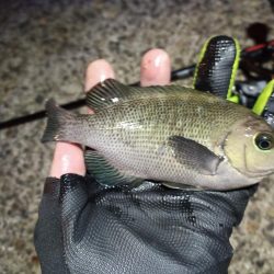 2022/12/31 南港ライトゲーム釣行