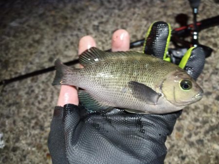 2022/12/31 南港ライトゲーム釣行