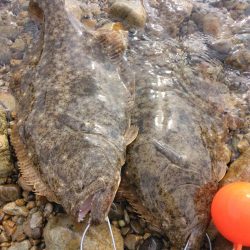 釣り納めでヒラメ4匹