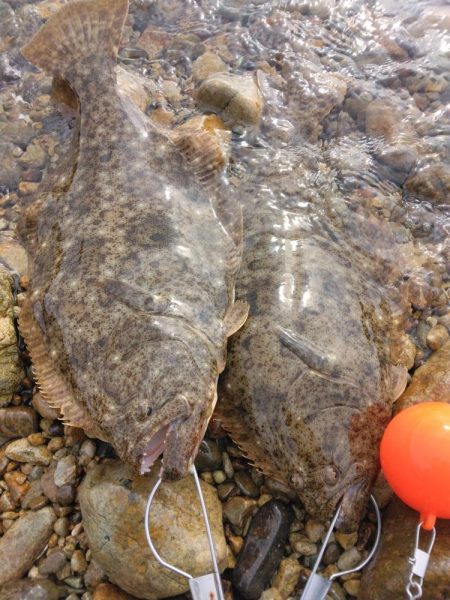 釣り納めでヒラメ4匹