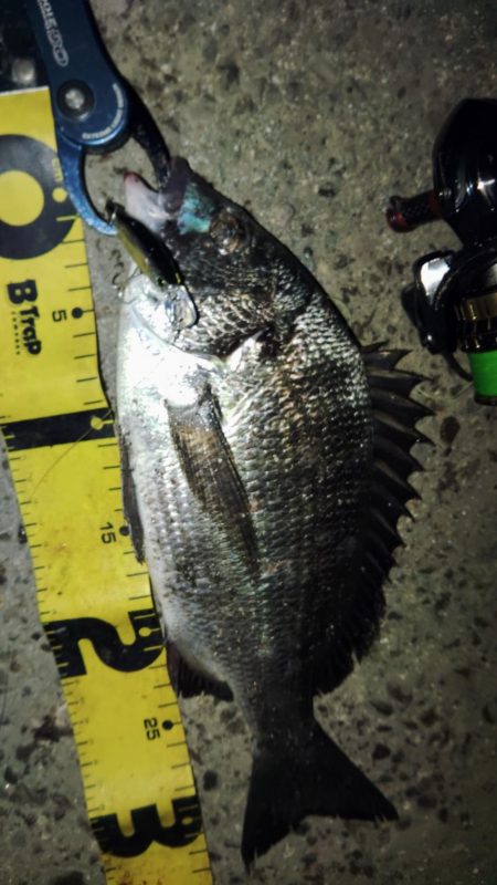 ぶら小河川調査！