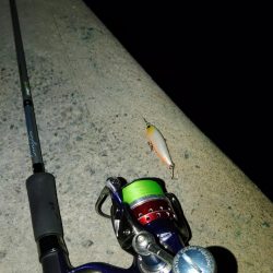 ぶらシーバス!!