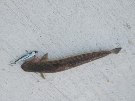 爆風の中でも、あいつが･･･！