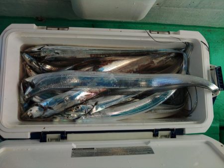 泉州丸　釣果