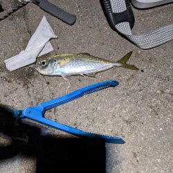 釣り納めアジング