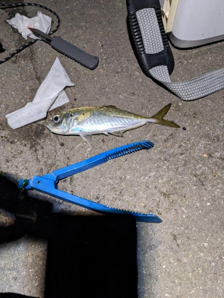 釣り納めアジング