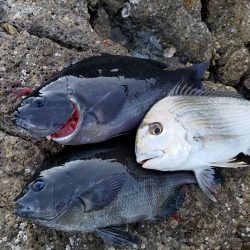 深棚で寒グレ狙い撃ち