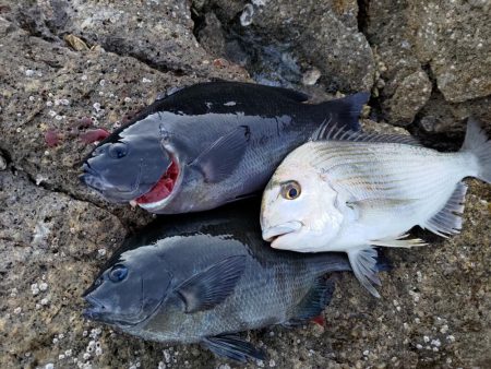 深棚で寒グレ狙い撃ち