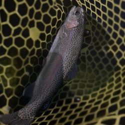 BerryPark in FISH ON！王禅寺