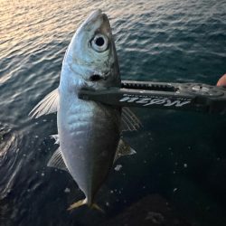 日が登ってからの時合い