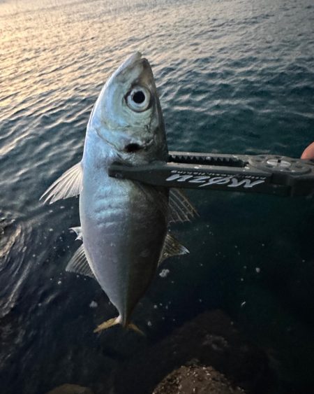 日が登ってからの時合い