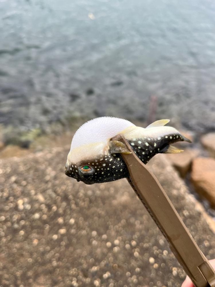 安物タックルでもちゃんと釣れるのか？