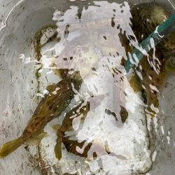 カワハギ難しい！