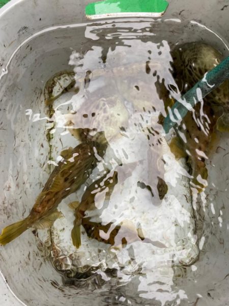 カワハギ難しい！