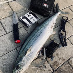 湾奥コスモへイルカ再び。青牙60cm。。